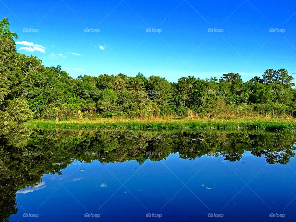 Creek at the lake. Florida always full of surprises! Lucky to live here and enjoy this nature!