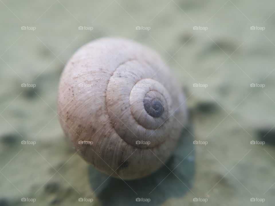  Snails