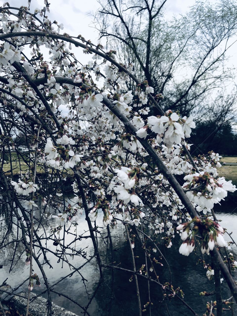 White flowers blooming on a tree branch 