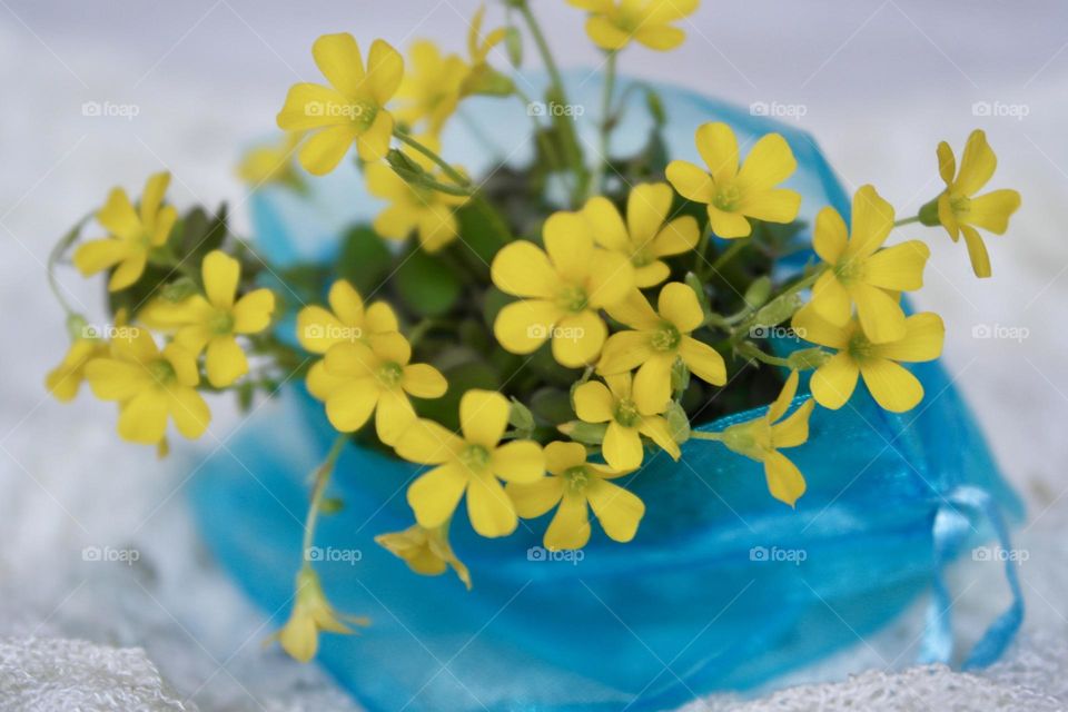 Yellow oxalis 
