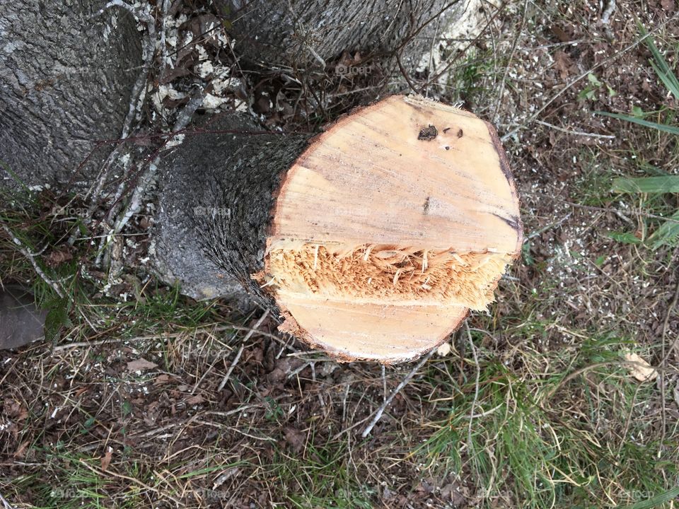 Tree chop
