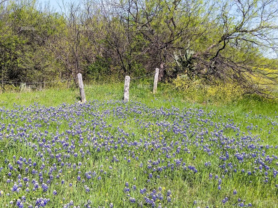 Bluebonnets by the Fence