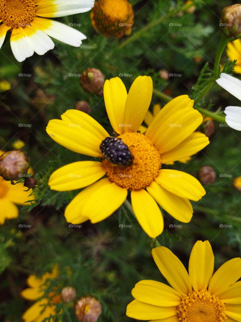 Yellow flower and an insect