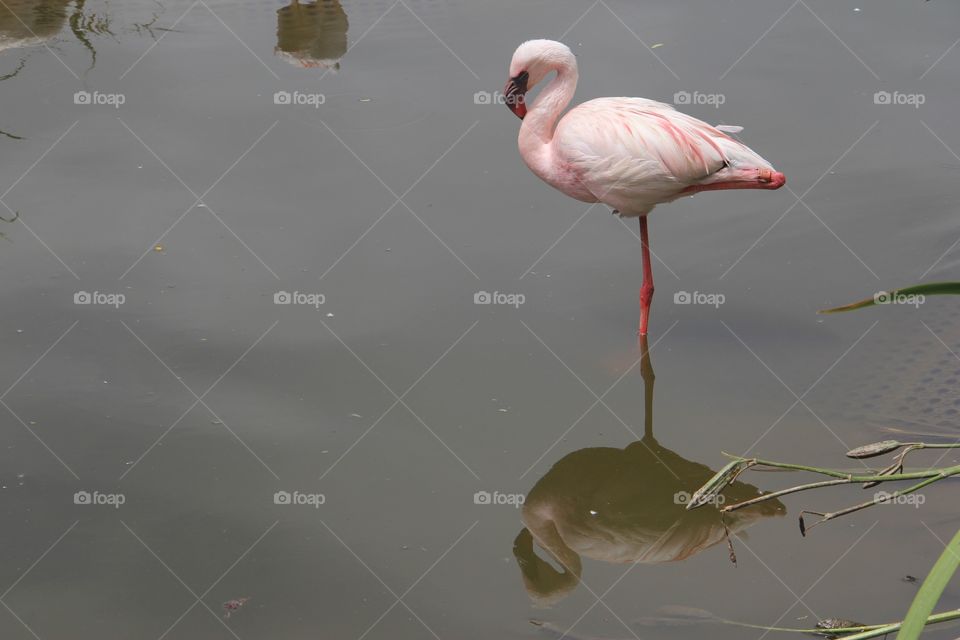 Bird, Water, Lake, Pool, Wildlife