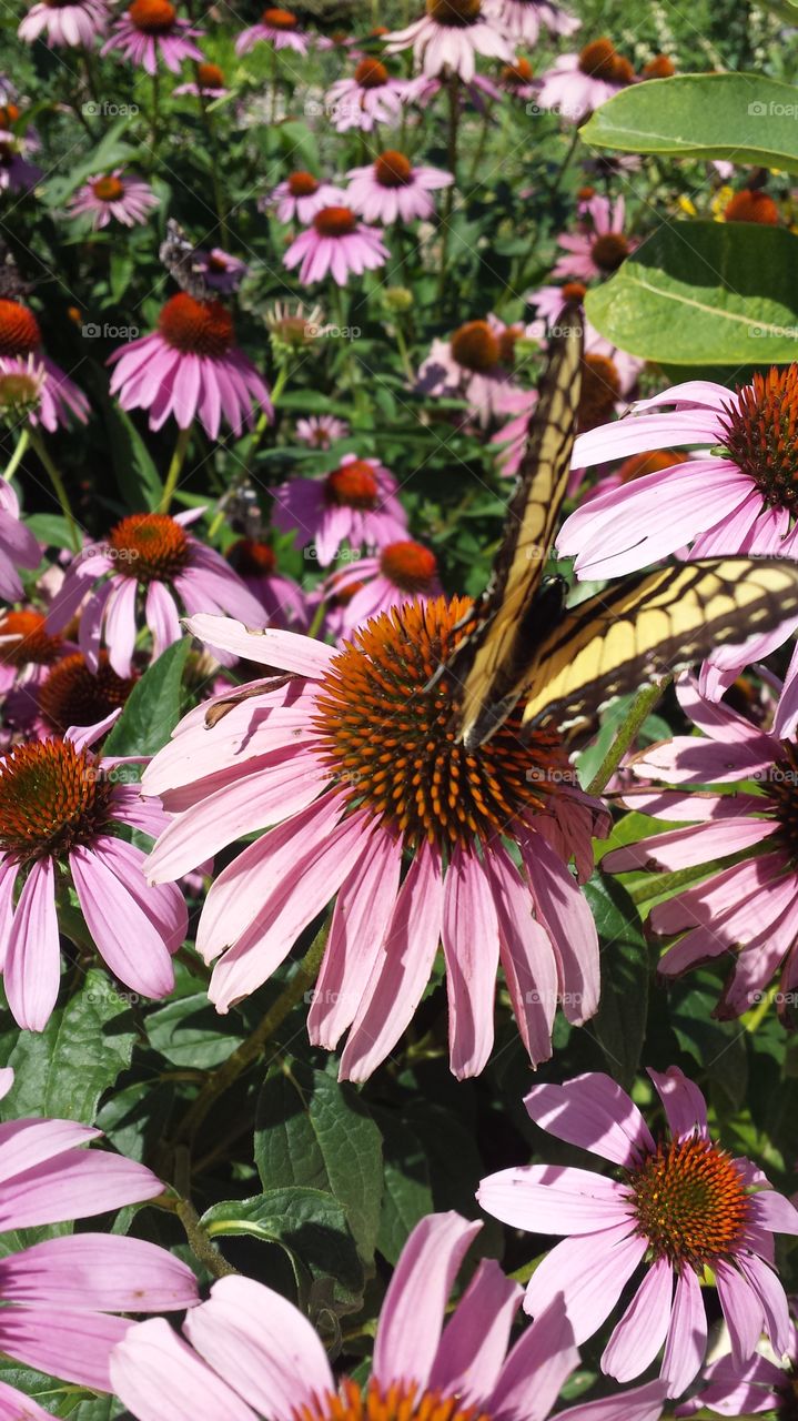 Butterfly on Purple Coneflower