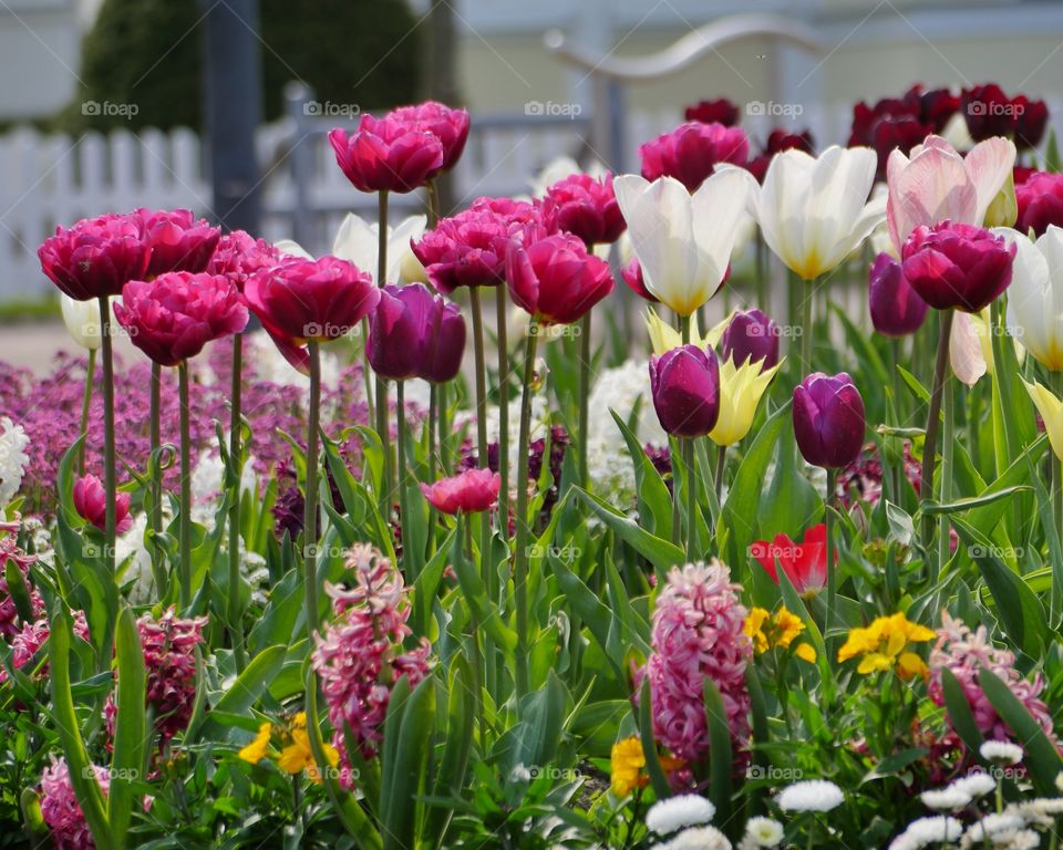 Colorful tulips