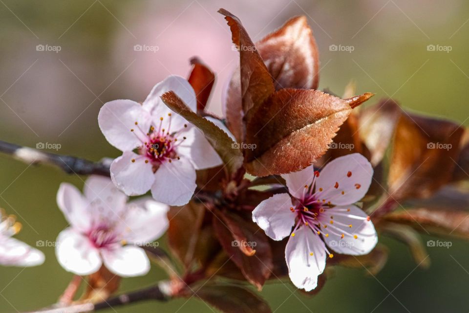 Pink spring flowers