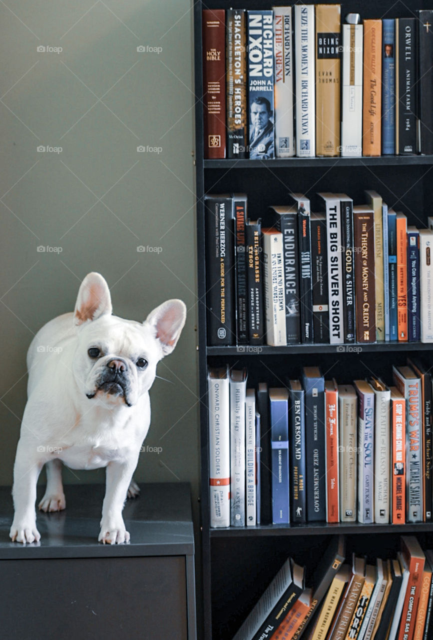 Our IKEA bookshelf with a touch of our princess, Oyster the french bulldog. This bookshelf helped us to organize our books so well! Very sturdy too! Highly recommended!