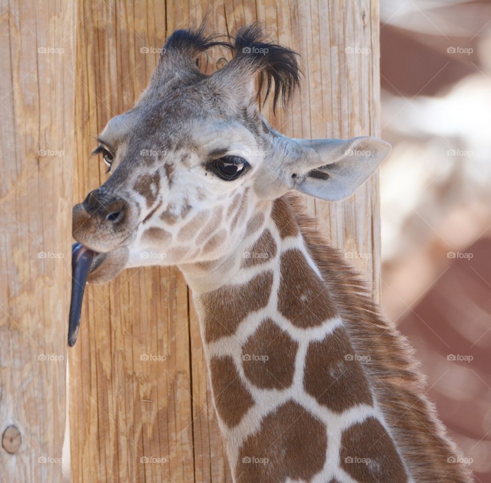 Giraffe licking