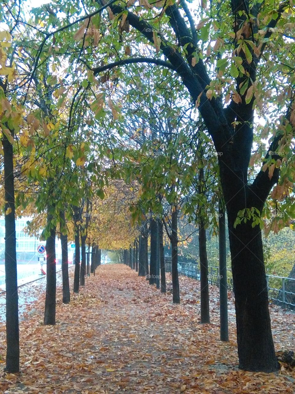 Autumn folliage in Milan Italy