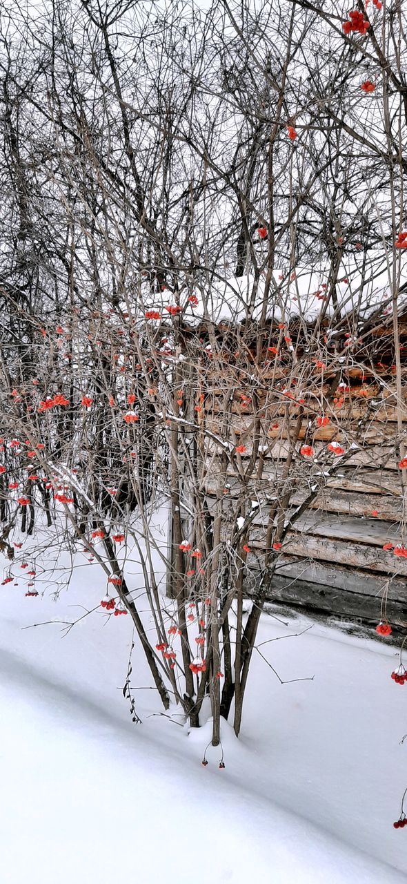 красное рябиновое дерево зимой