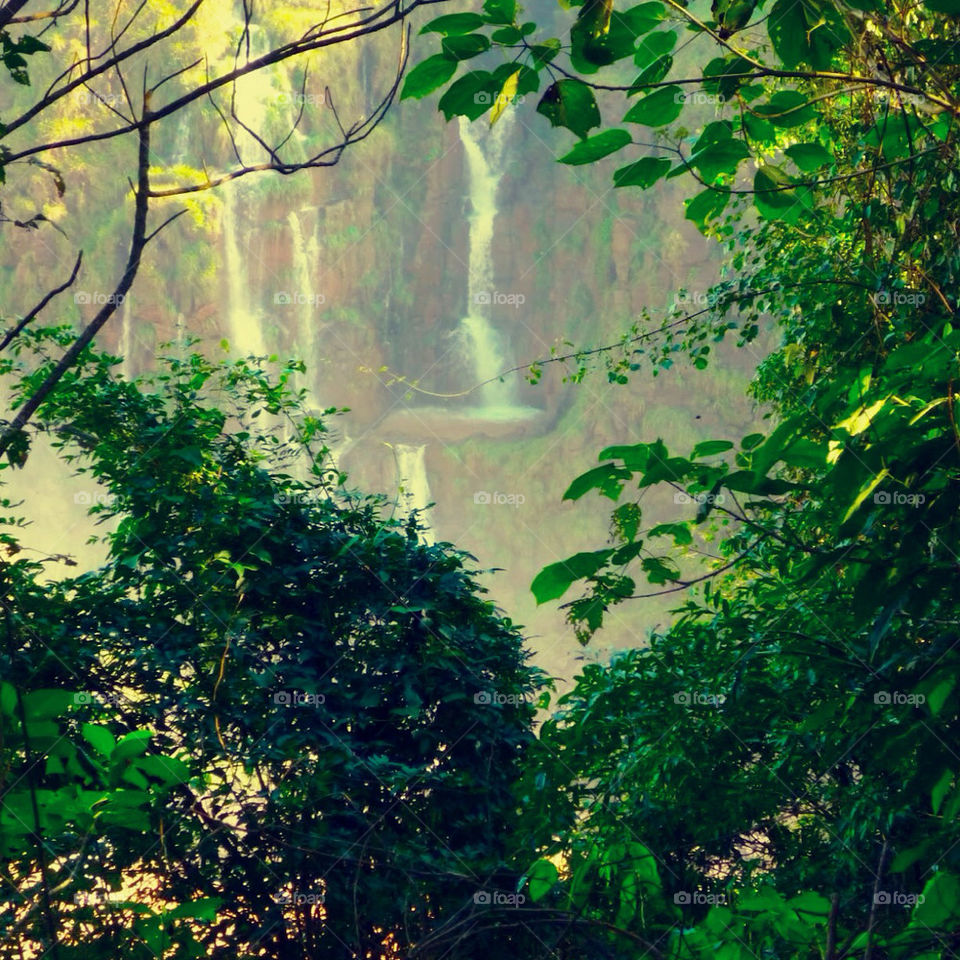 yguazu brazil plants brazil waterfalls by JGlink