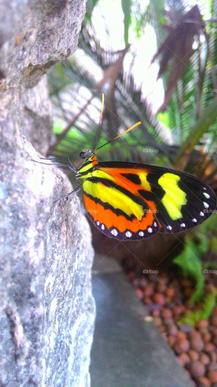 Butterfly perching on rock