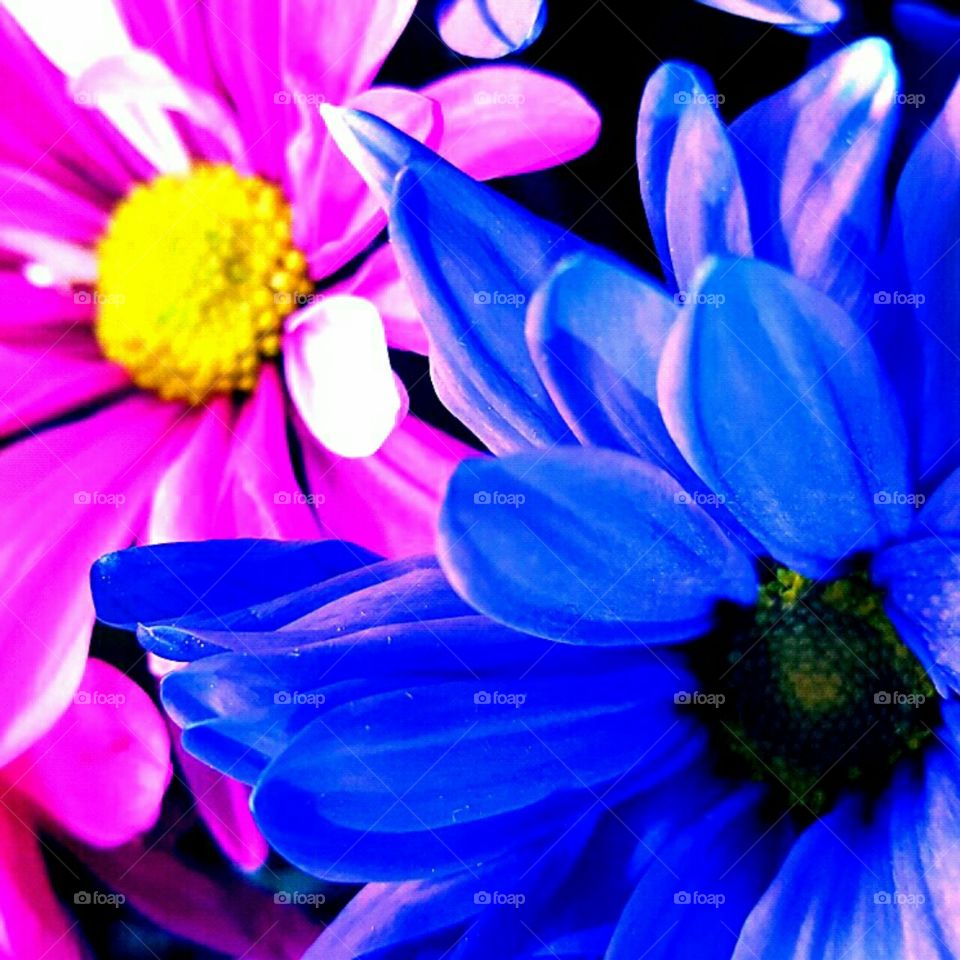 Flower, Nature, Flora, Summer, Color