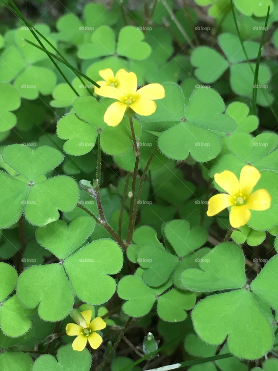 Sorrel plant with shamrock leaves and yellow flowers in close up in the garden 