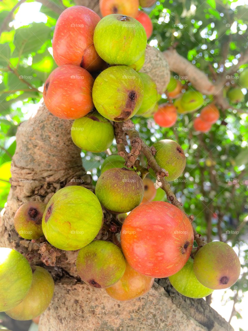 Close-up of cluster fig tree with fruits