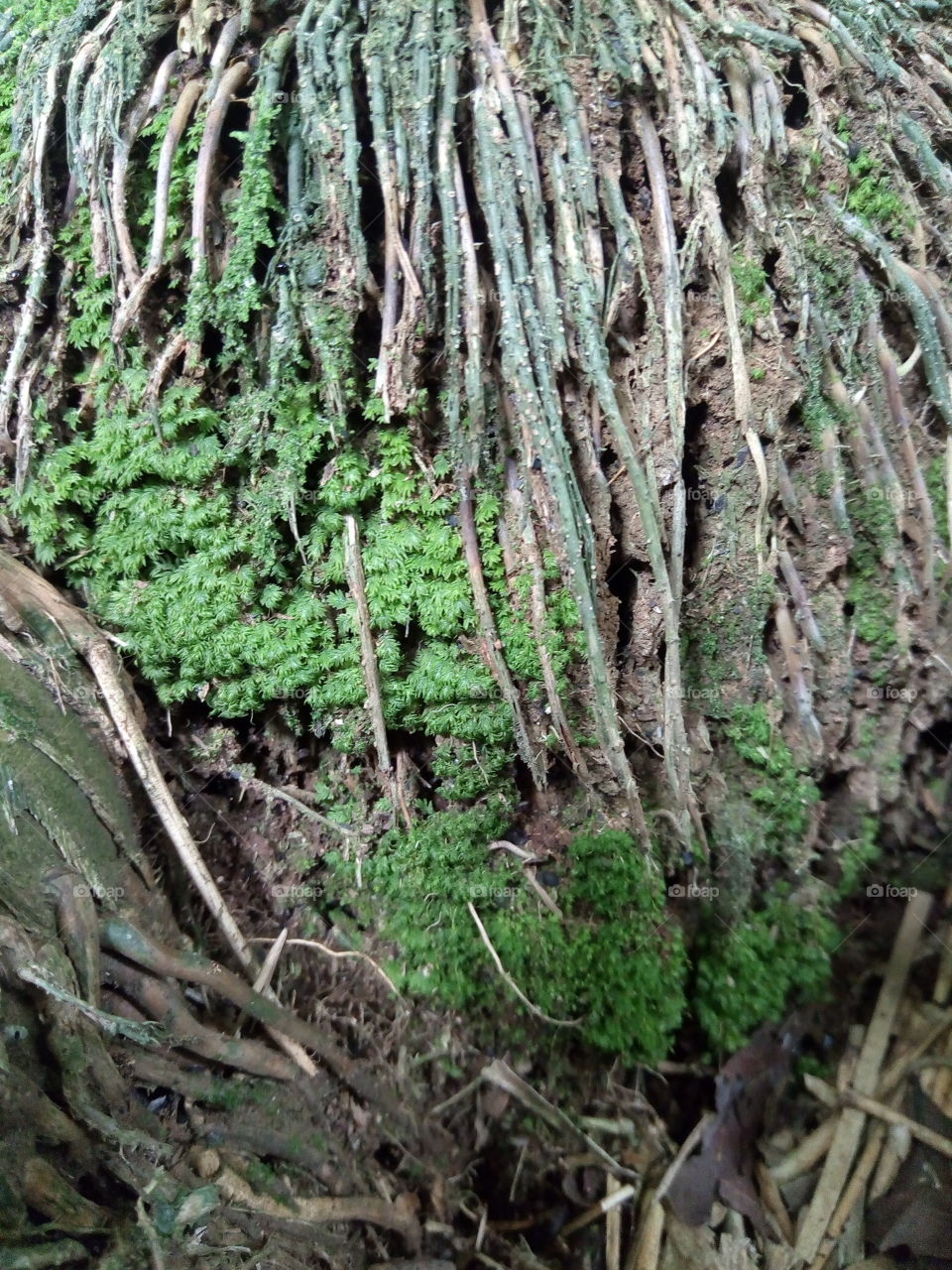 Root Bamboo