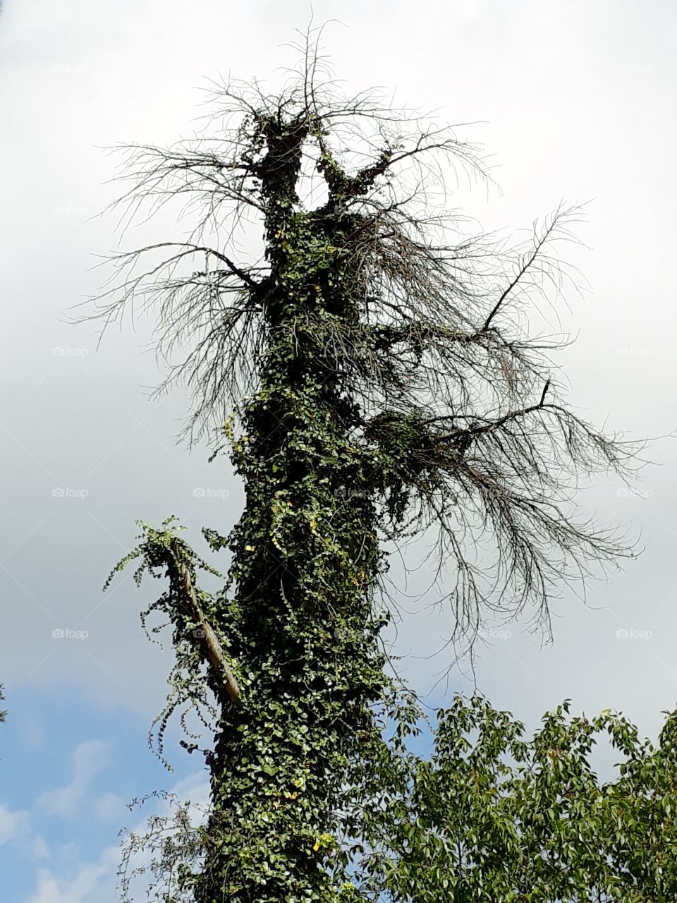 Aged tree