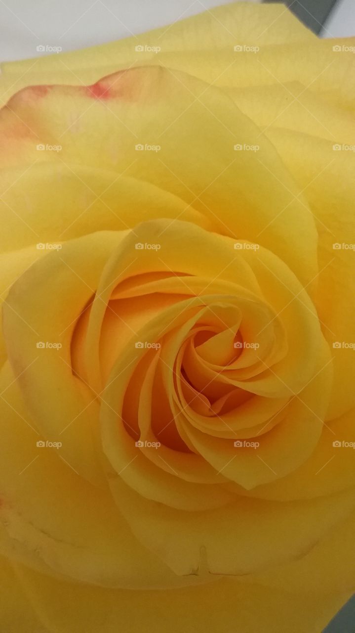 Yellow Rose Close Up