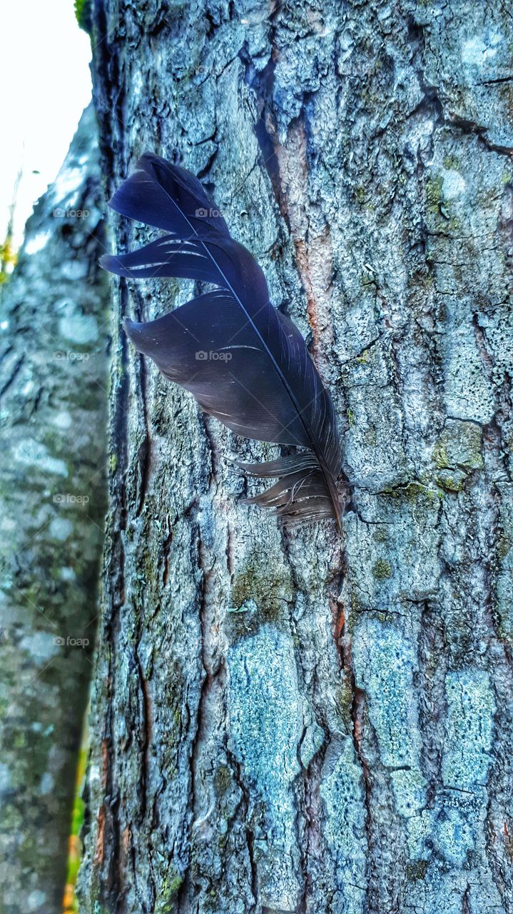 Black feather stuck in a tree.