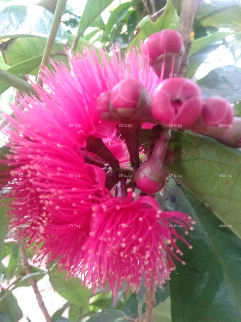 Called a guava flower that grows like hair with a pink color, the flower will not last long and fall quickly after growing between three or four hearts.