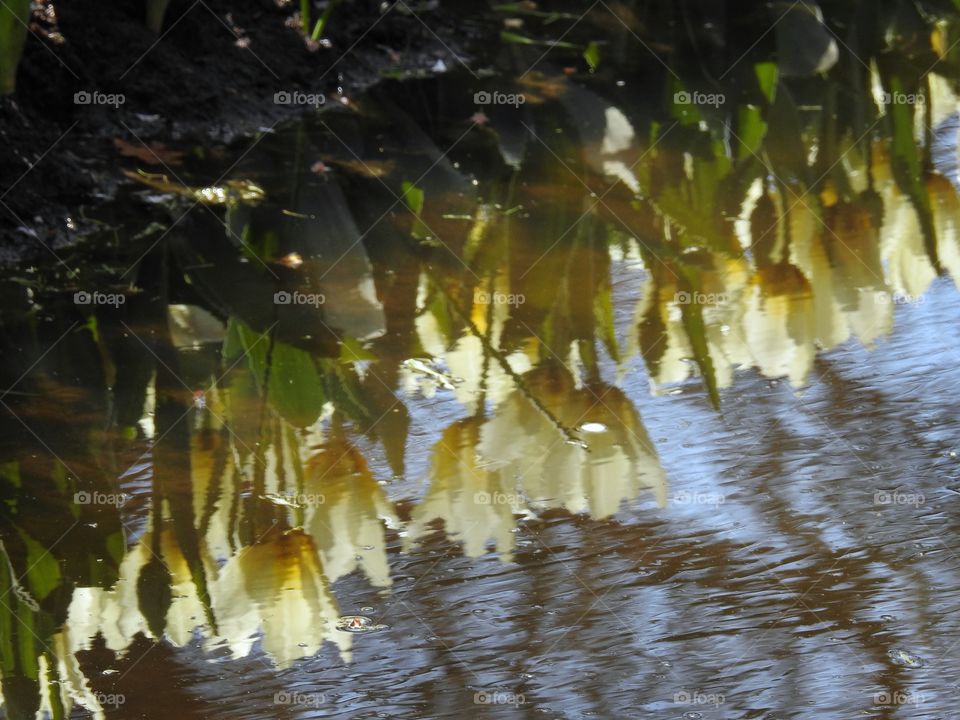 White tulips reflection 