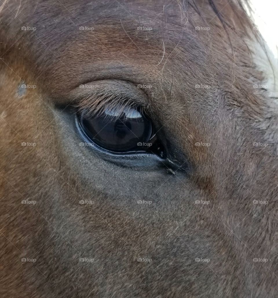 Horse's eye