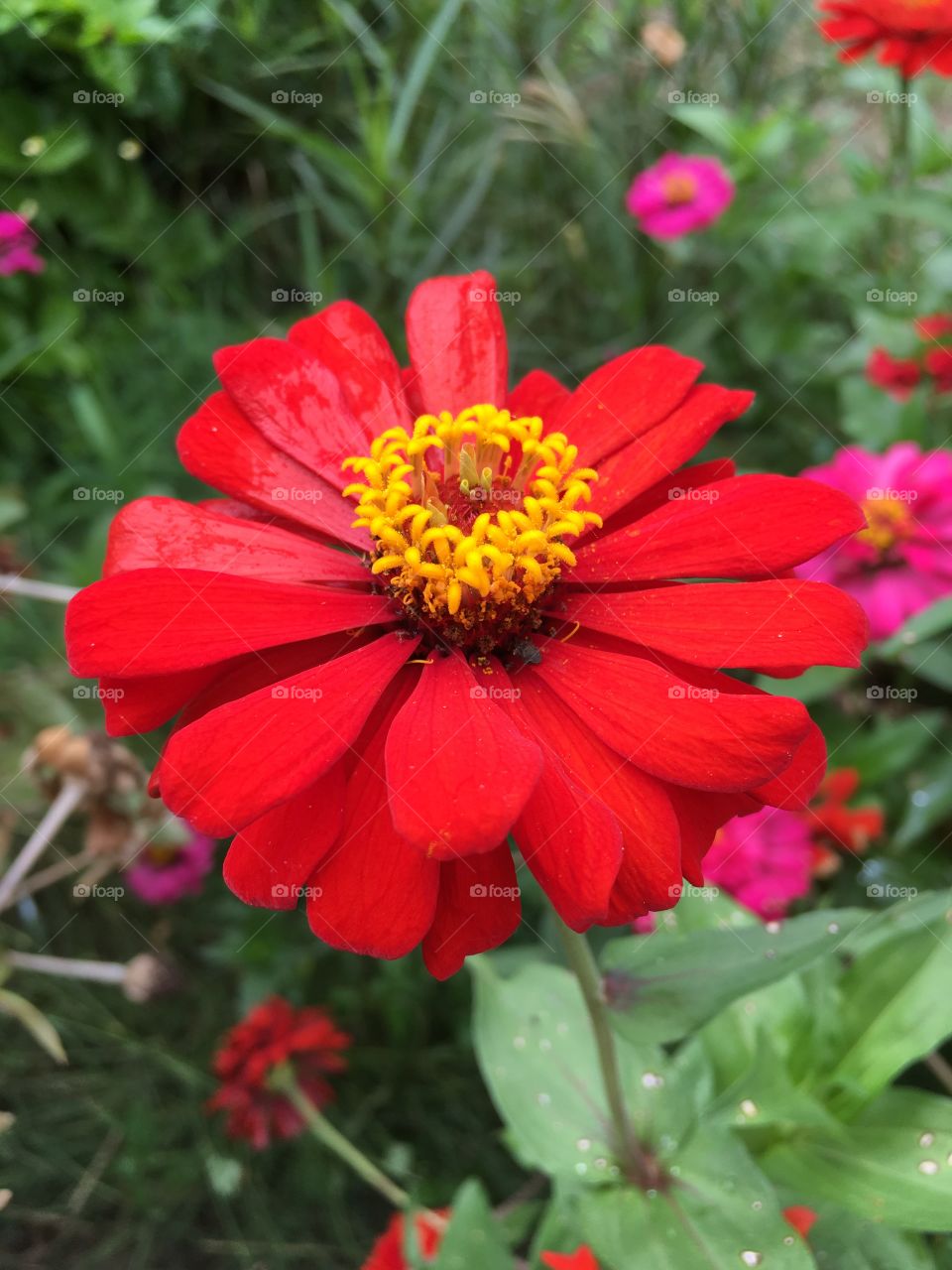 Red flower