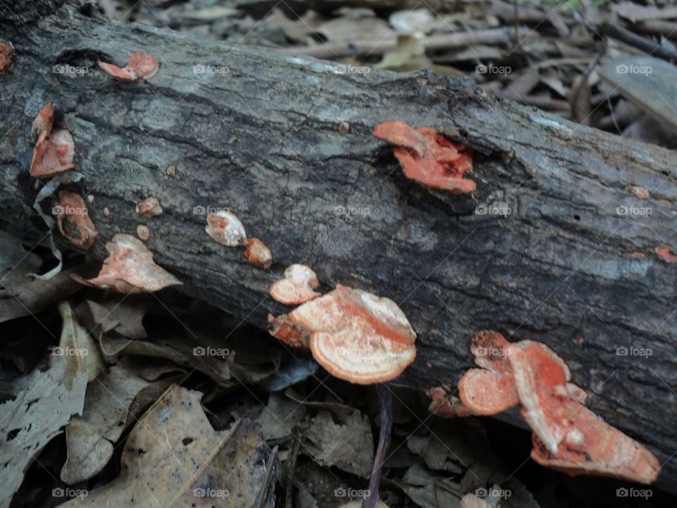 weathered mushrooms grow woody