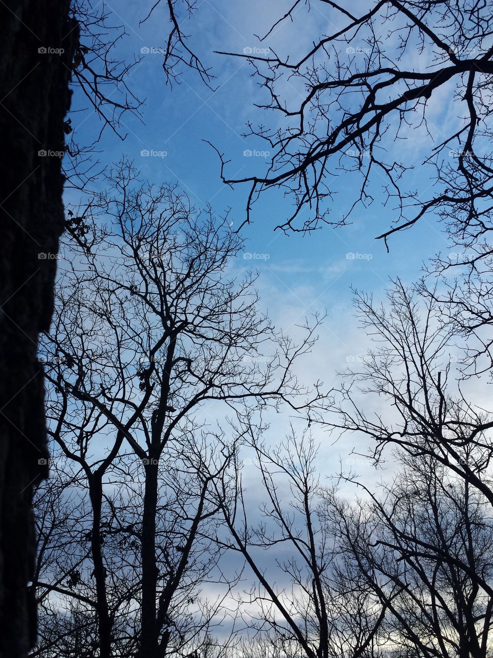 February Woodland Views