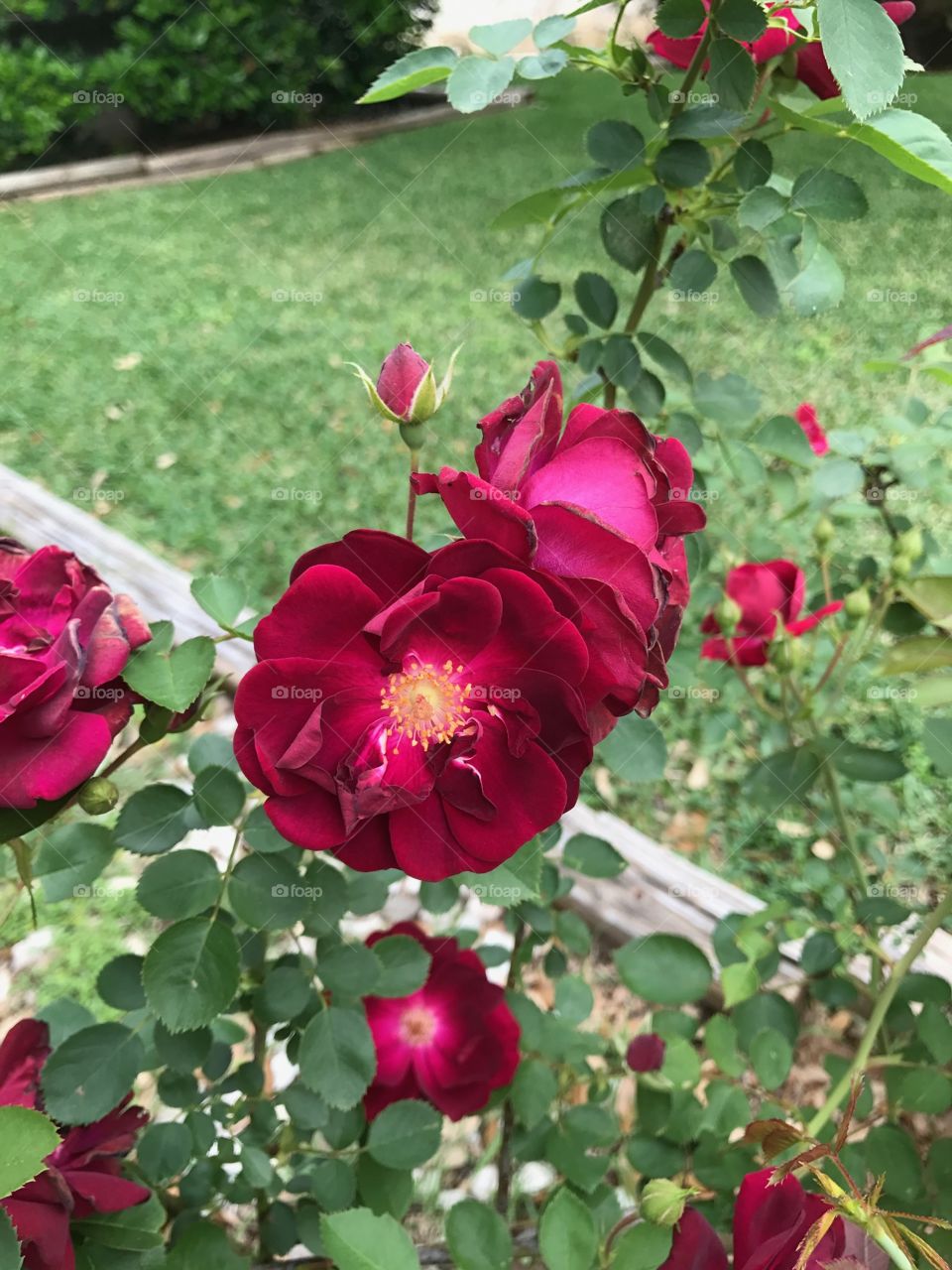 Blooming Roses