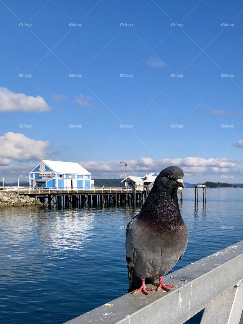 Pigeon Fish Market Sidney Harbour Pier 