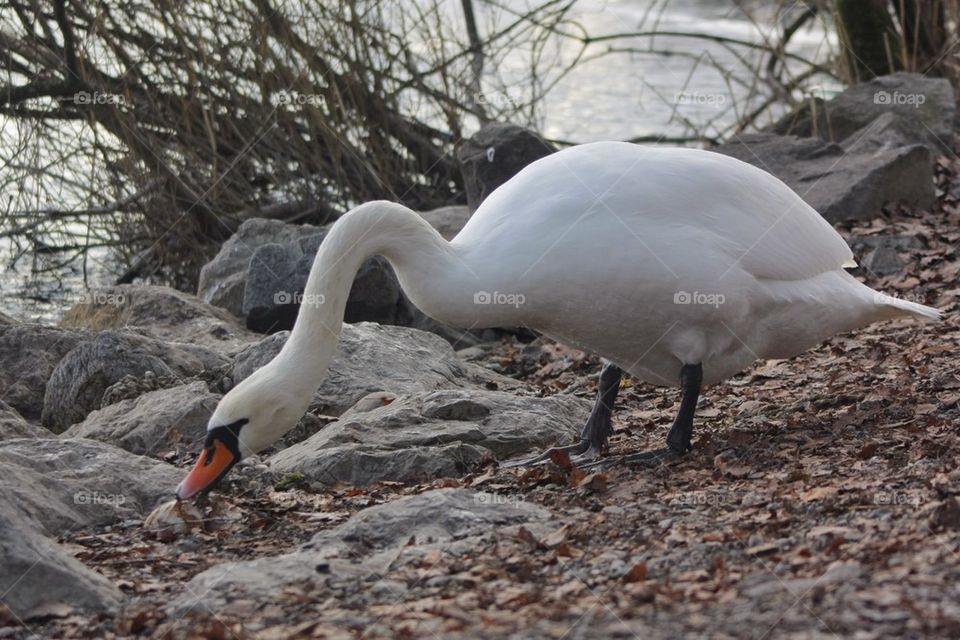 Close-up of swan eating by lake