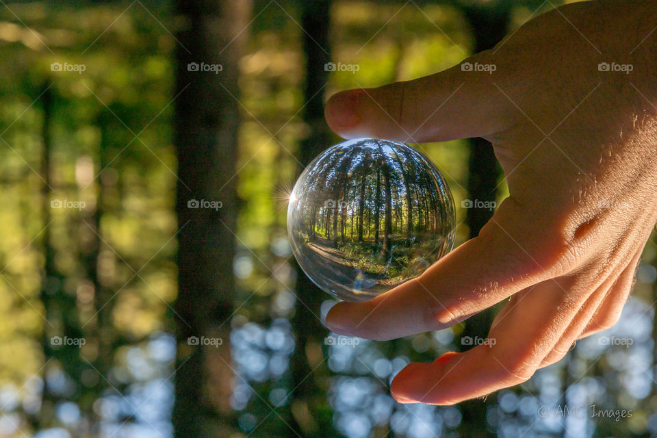Wisconsin forest through a crystal ball