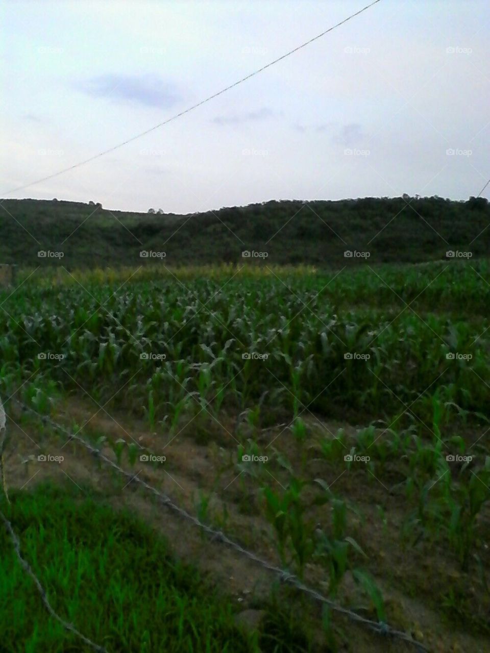 
Ermoso atardeser en el campo