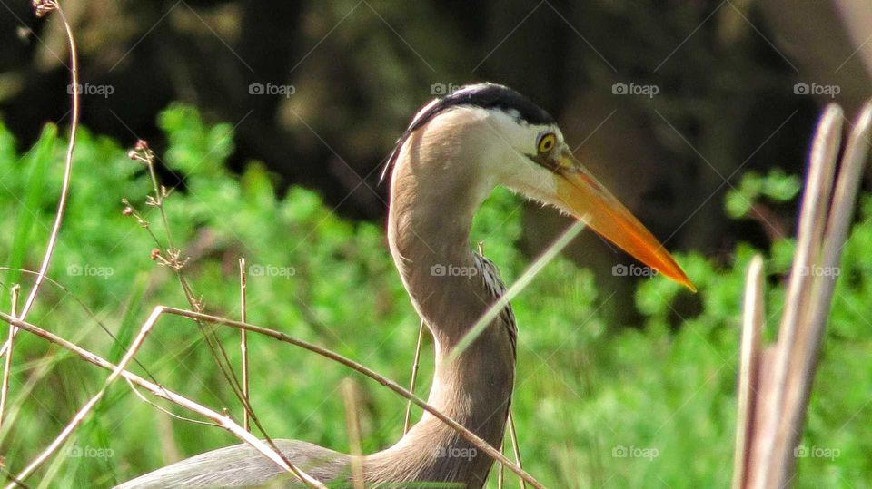 Blue Heron on the lookout