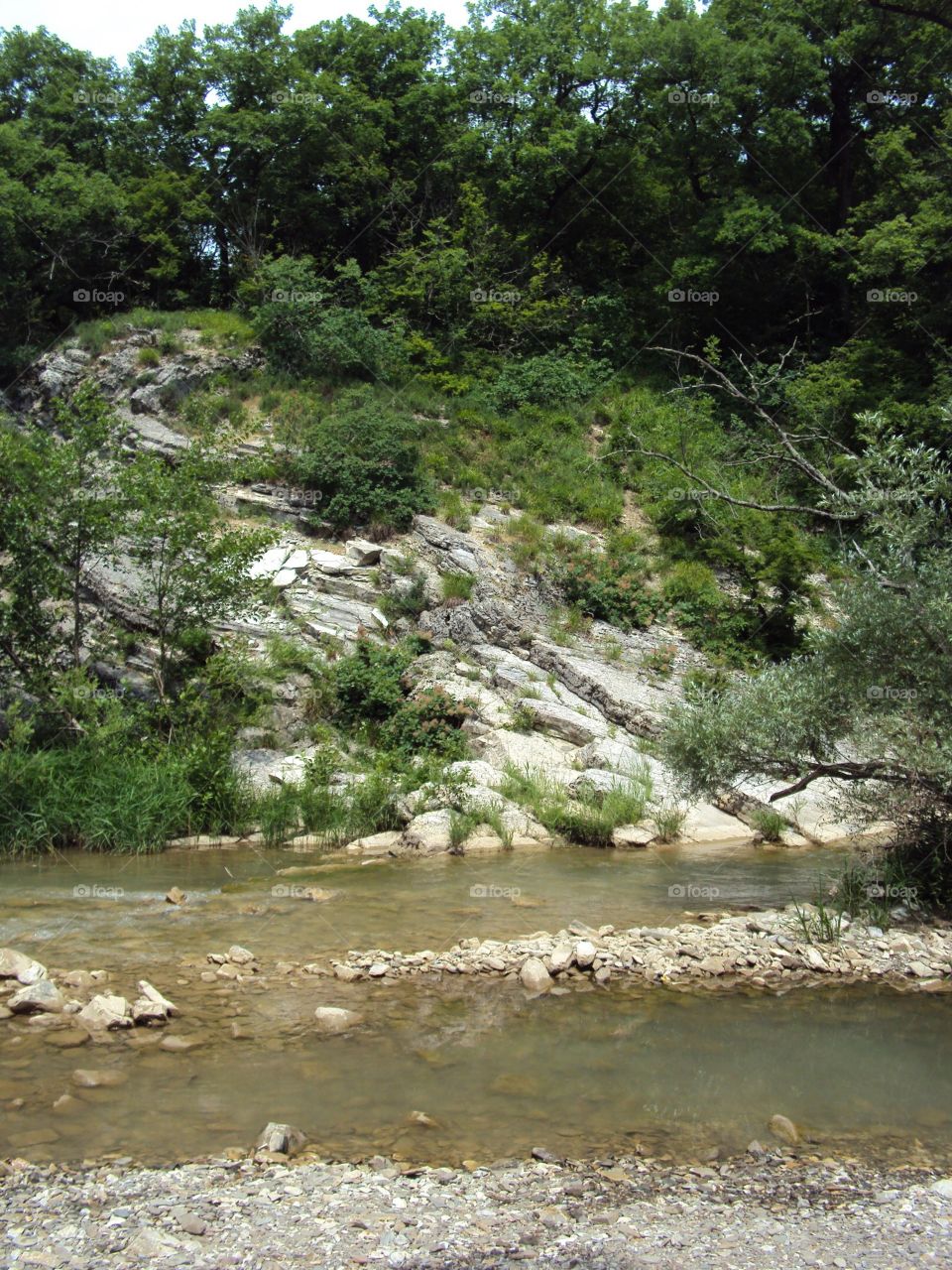 Plants and river 