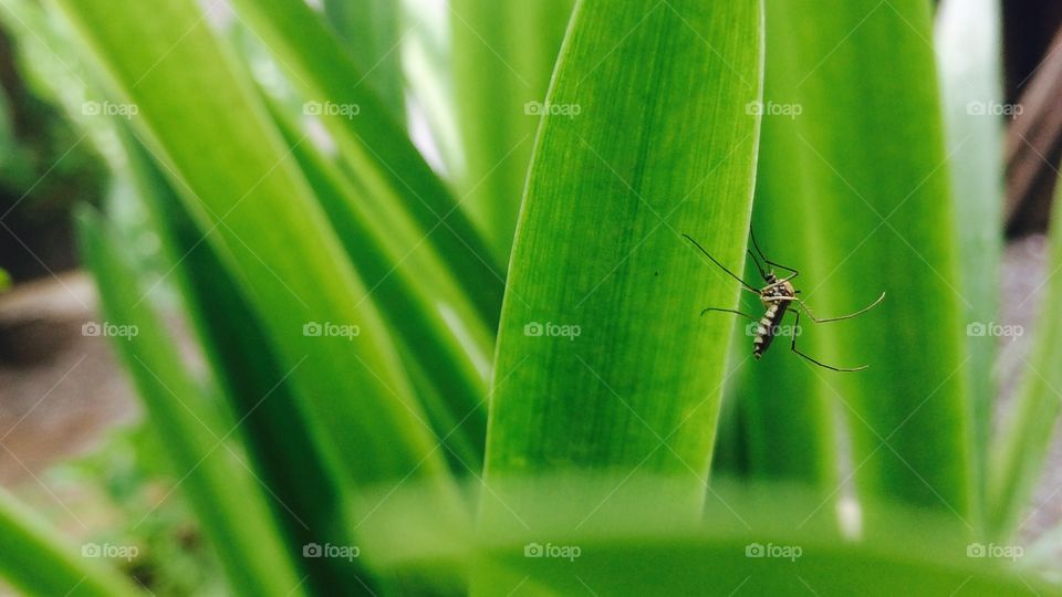 Mosquito . Mosquito with green background 