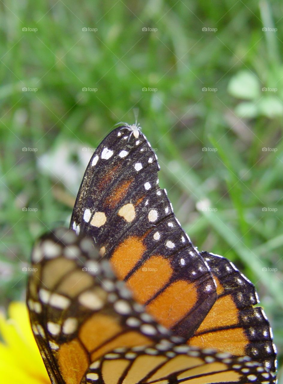 Spider on butterfly 