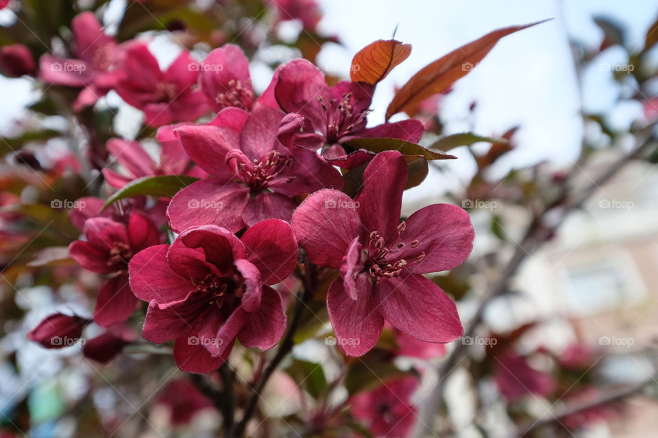 crabapple blooms