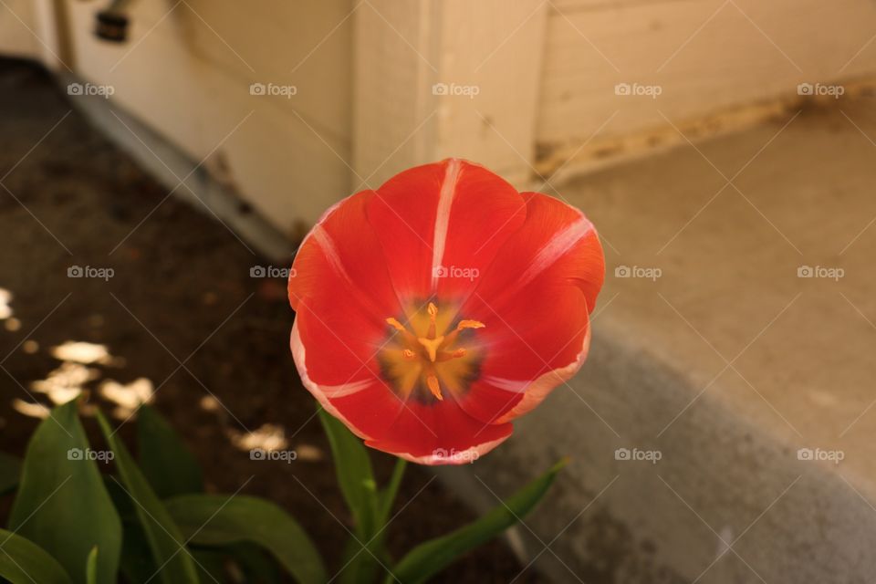 Orange/pink tulip