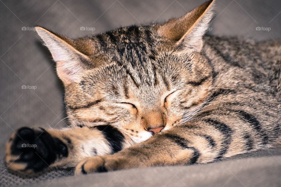 Sleep beauty kitty 