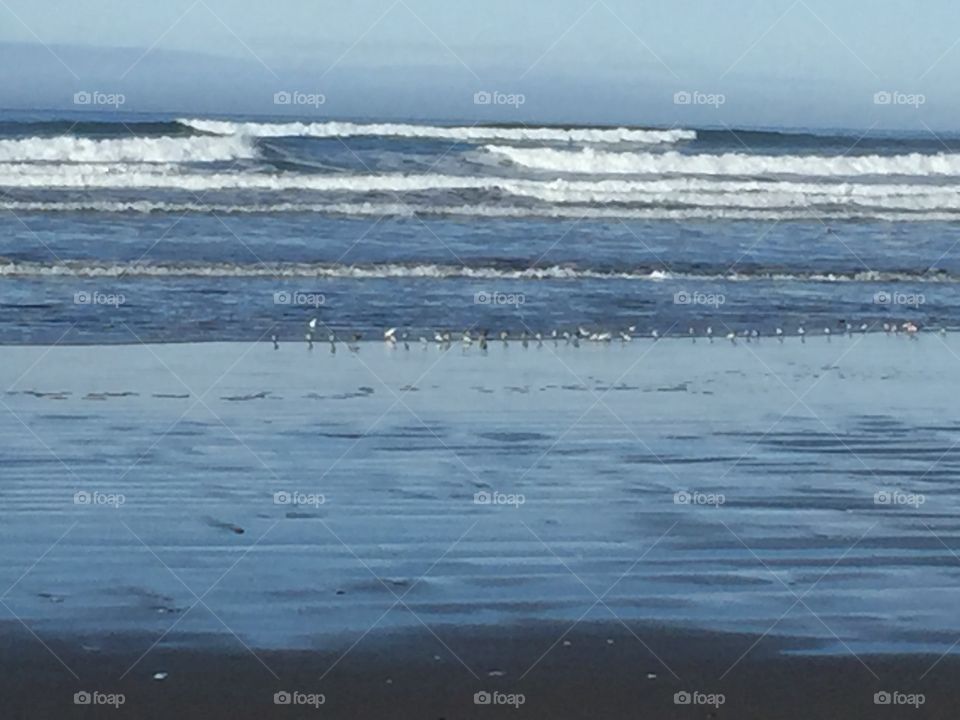 Sand pipers at Seaside