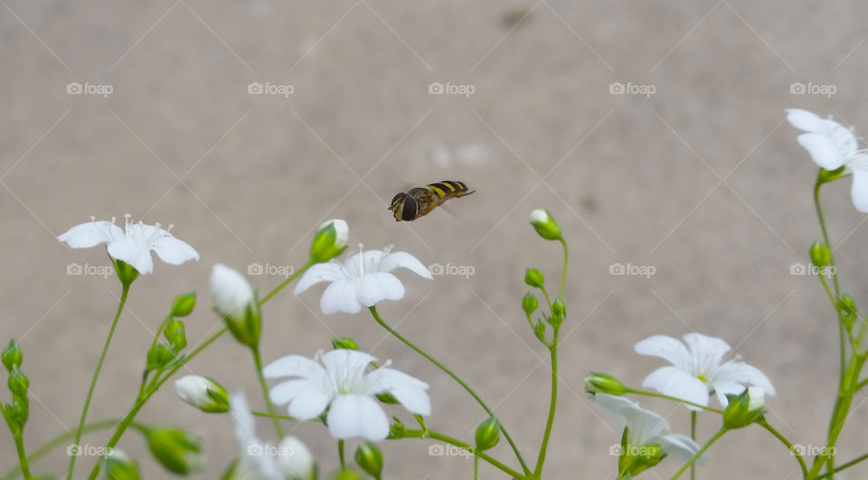 Hoverfly approaching flower