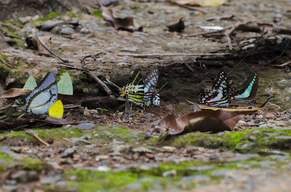 colourful butterflies