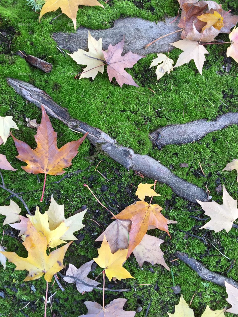 Fall leaves with grass in a park