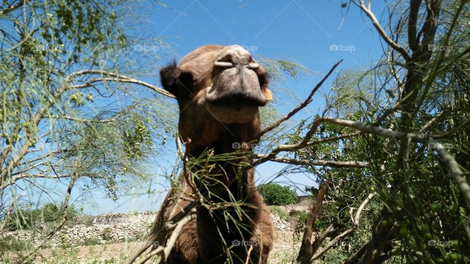 Beautiful camel s head.