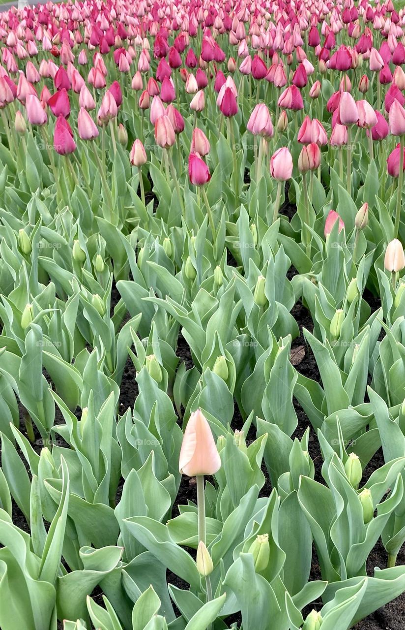 Standing out amongst the crowd, some early Spring tulip blooms at the Canadian Tulip Festival.