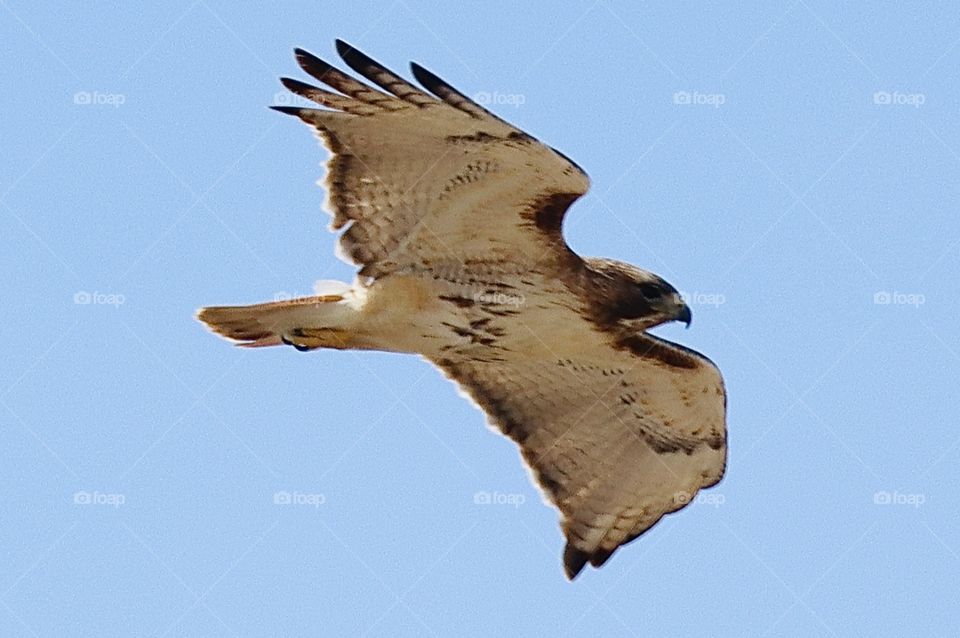 Stunning red-tailed hawk beauty!! 