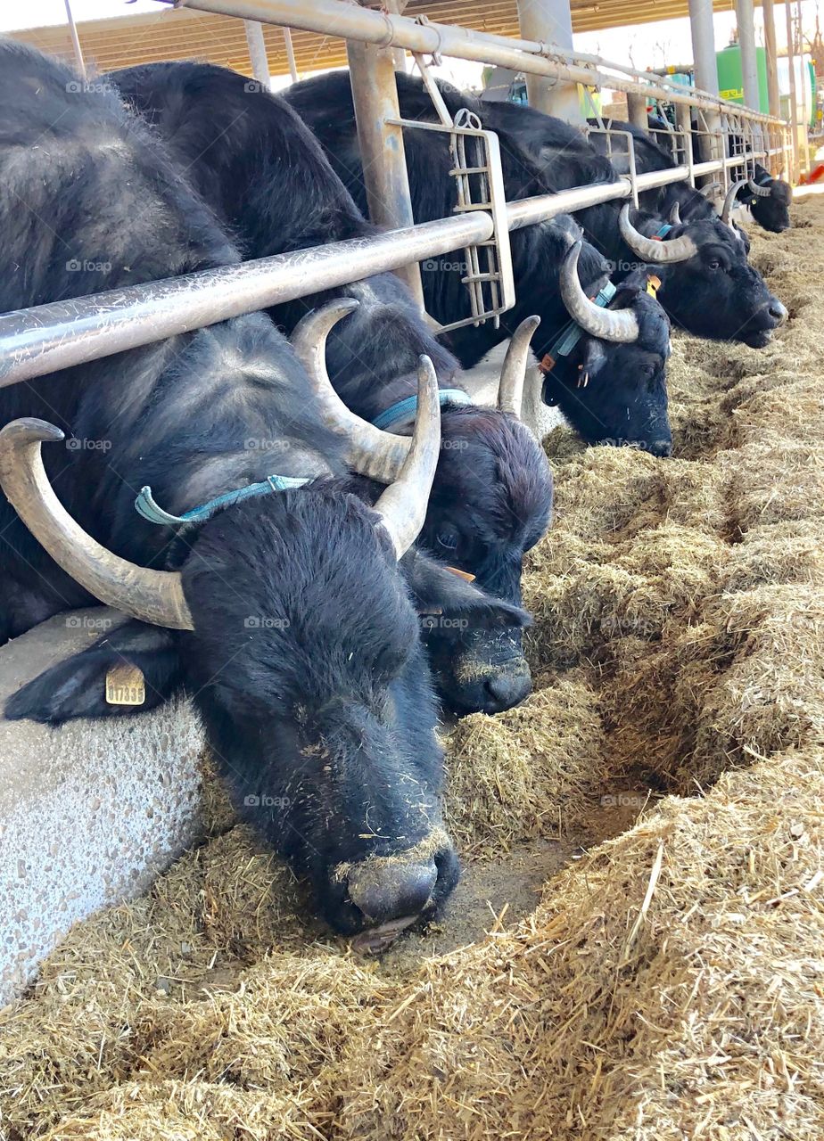 Vannulo. Italy. The best mozzarella in the world provided by ... ......